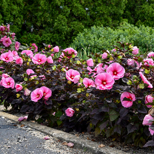 Hardy Hibiscus