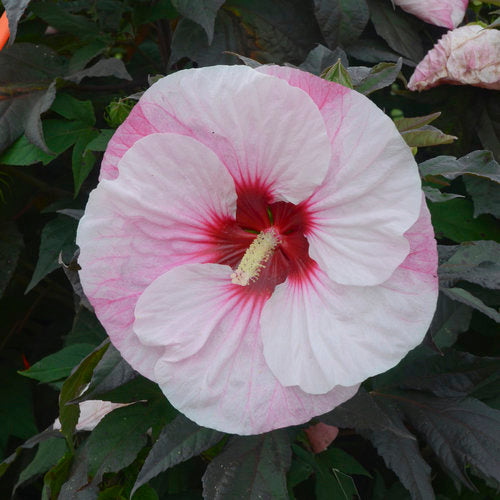 Hardy Hibiscus