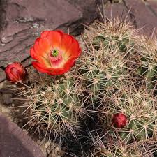 Echinocereus Hedgehog Cactus
