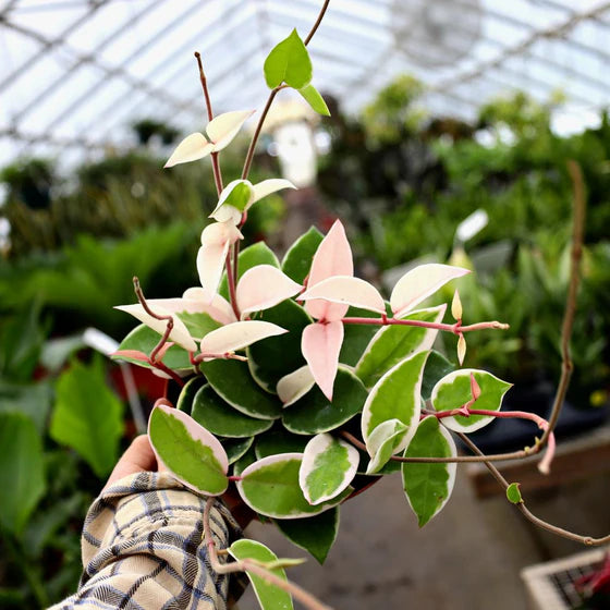 Hoya Carnosa Krimson Queen