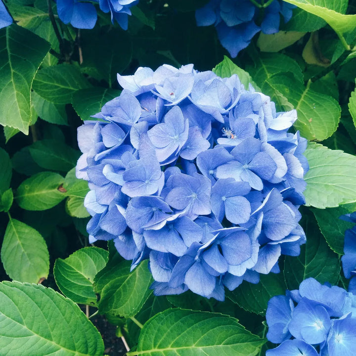 Hydrangea