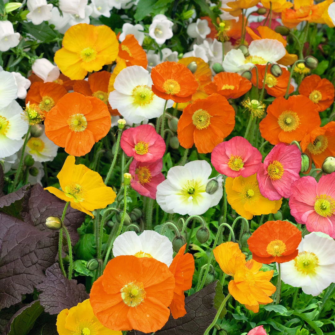 Poppy Iceland mix