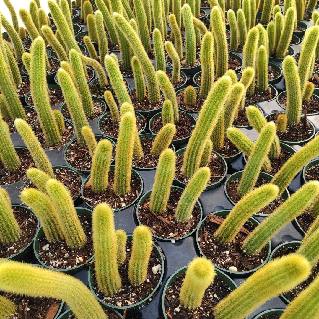 GOLDEN RAT TAIL CACTUS