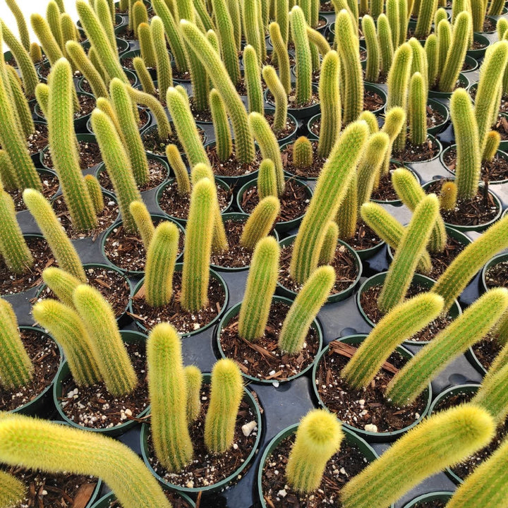 GOLDEN RAT TAIL CACTUS