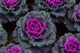 Ornamental  Cabbage & Kale SEDAN