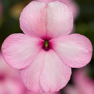 Impatiens Imara XDR