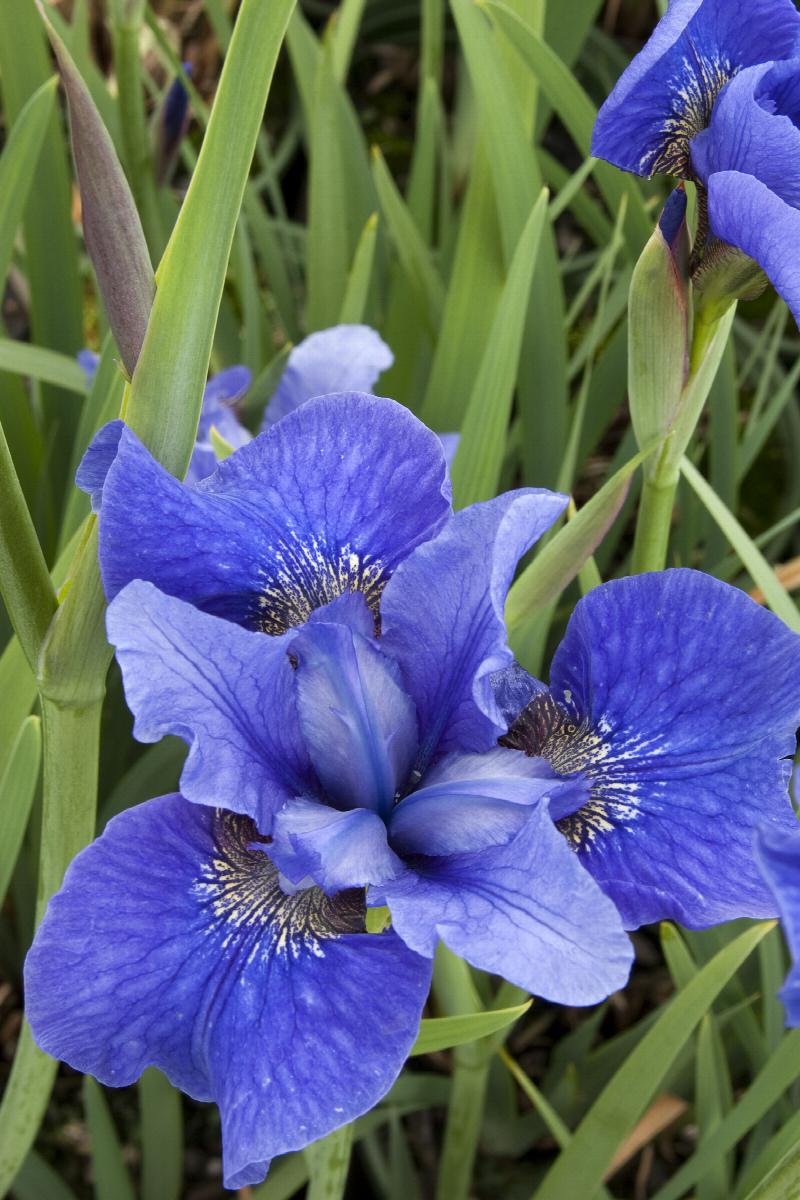 Bennerup Blue Siberian Iris