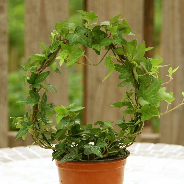 Ivy Ring Green
