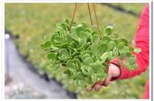 JADE CASCADING, LIGHT VARIEGATION