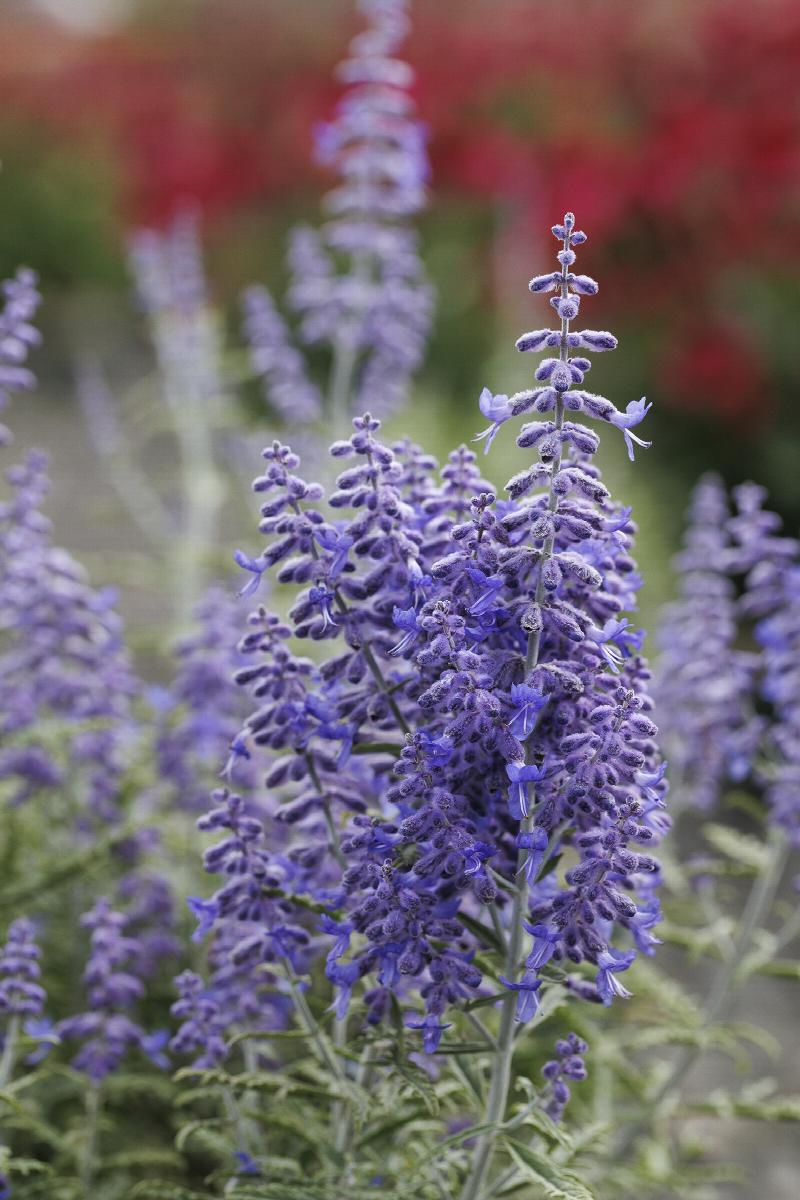 Lacey Blue Russian Sage