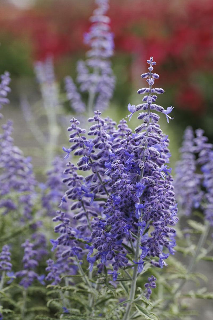 Lacey Blue Russian Sage