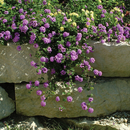 trailing lavender lantana plant Lantana Lavender - Trailing / 1 gal