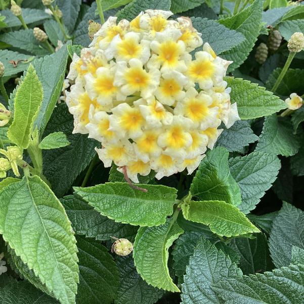 Lantana Landmark Sunrise Rose / Shamrock Glow / Gold | Little Red