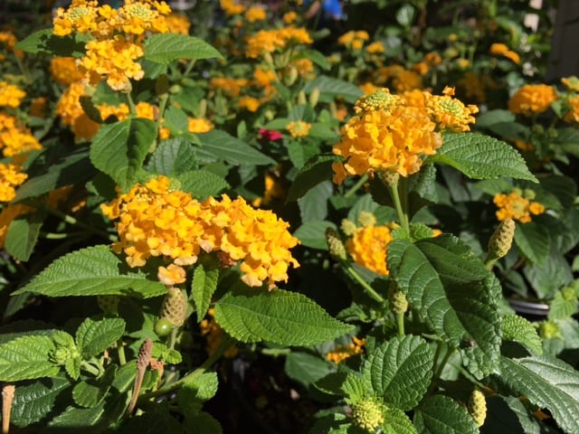 Lantana AP
