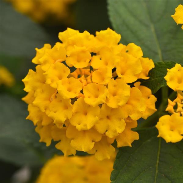 Lantana Landmark Sunrise Rose / Shamrock Glow / Gold | Little Red