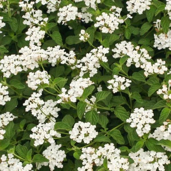 Lantana