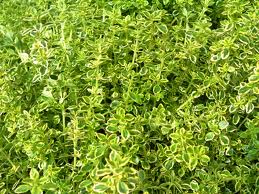 4" Chef Jeff's Herbs Thyme Lemon Varigated