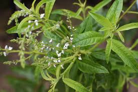 4" Chef Jeff's Herbs LEMON VERBENA