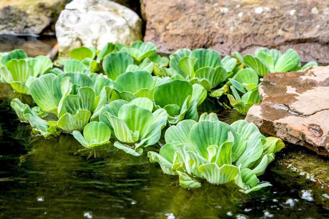 Pistia Stratiodes Water Lettuce