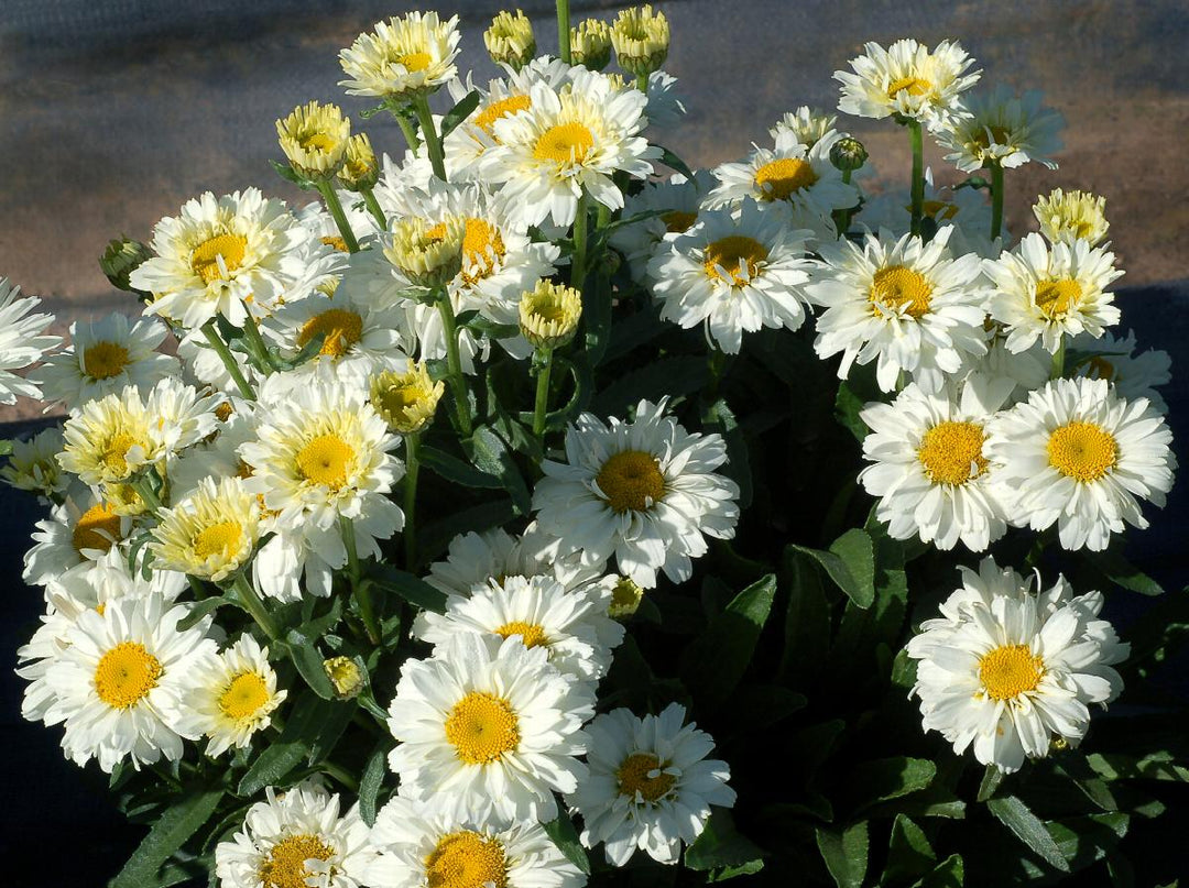 Sugar Bowl Shasta Daisy