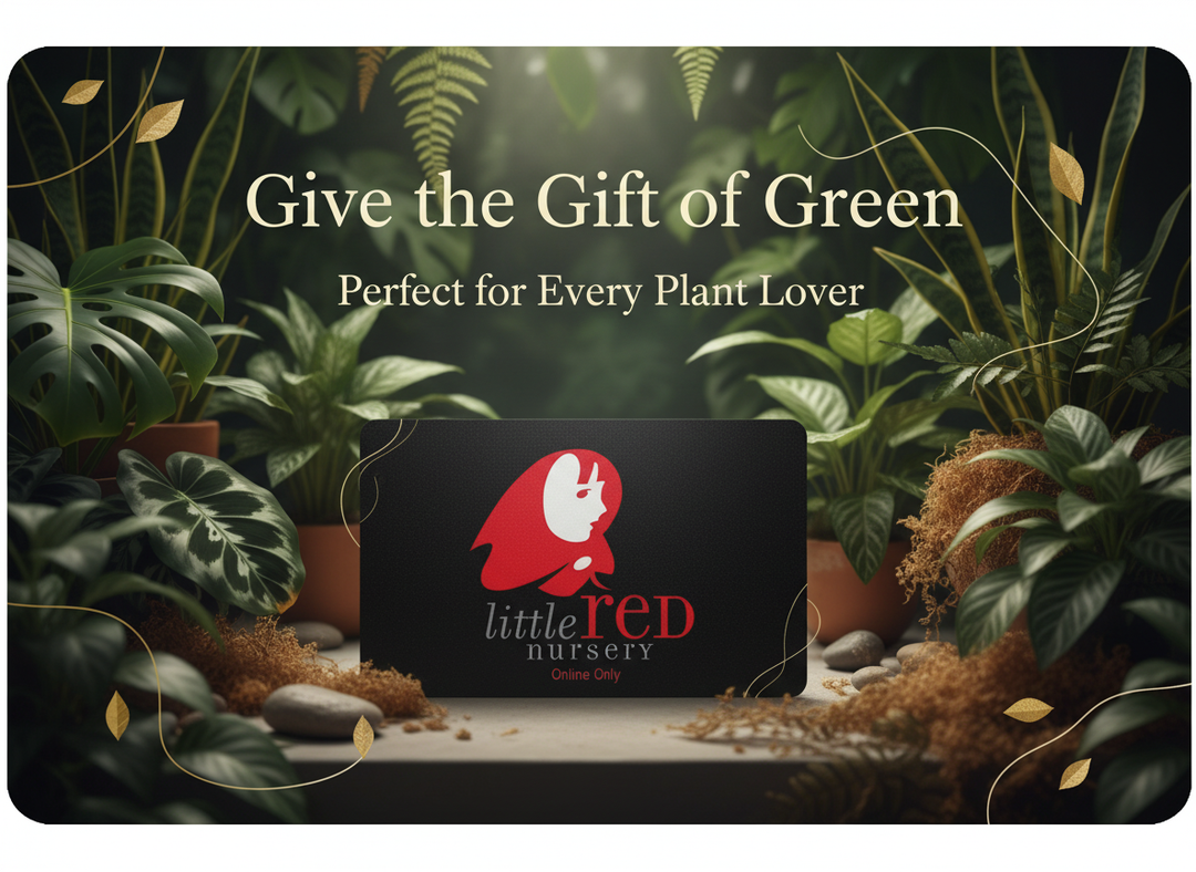Little Red Nursery Gift Card Elegant Promotion