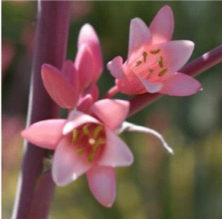 Little Giant Hesperaloe