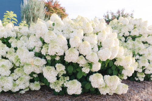 Hydrangea