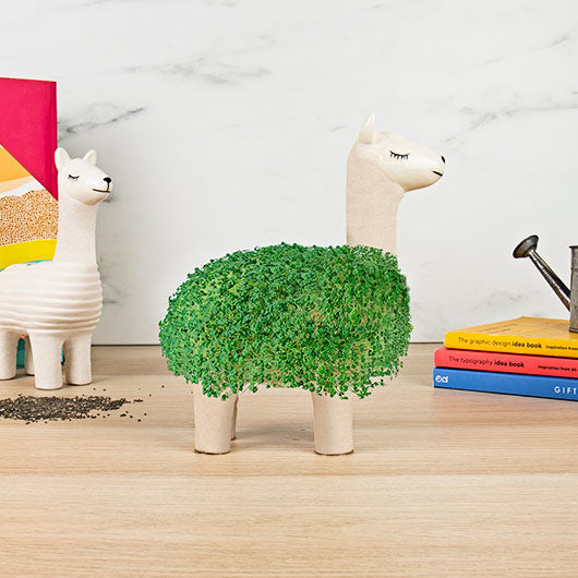 chia seeds planter Llama Chia Planter