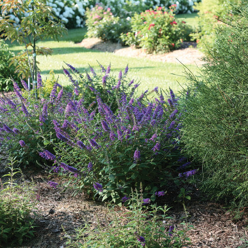 Buddleia Proven Winners