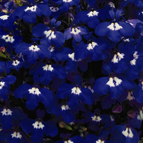 Lobelia Riviera Blue Eyes