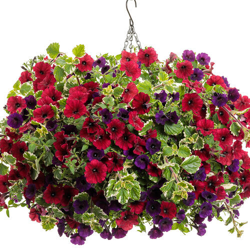 Variegated Swedish Ivy Plectranthus