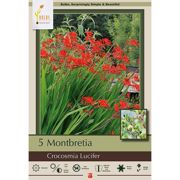 Montbretia Bulbs