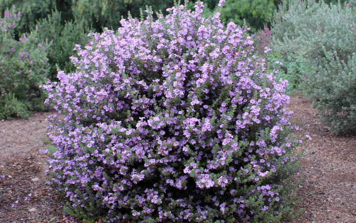 'Little Lynn' Texas Sage