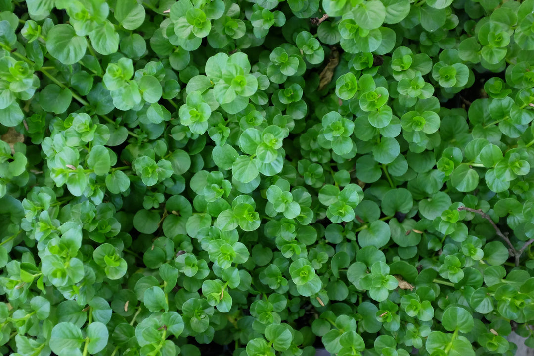 306 Walk on the Wildside Lysimachia Creeping Jenny