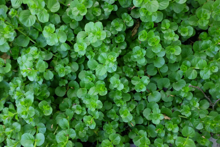 306 Walk on the Wildside Lysimachia Creeping Jenny