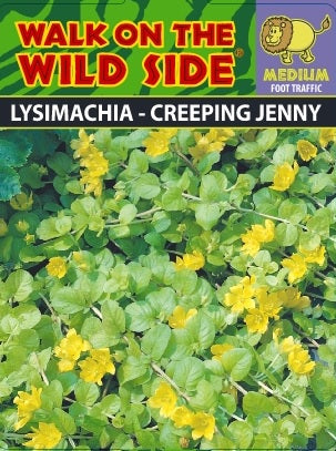 306 Walk on the Wildside Lysimachia Creeping Jenny
