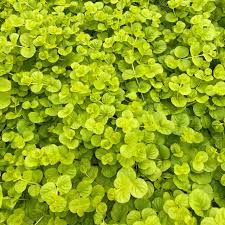 306 Walk on the Wildside Lysimachia Gold Creeping Jenny