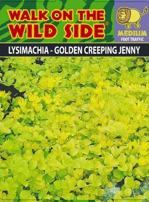 306 Walk on the Wildside Lysimachia Gold Creeping Jenny