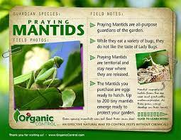 PRAYING MANTIDS