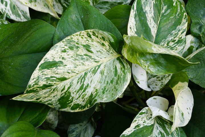 POTHOS MARBLE QUEEN
