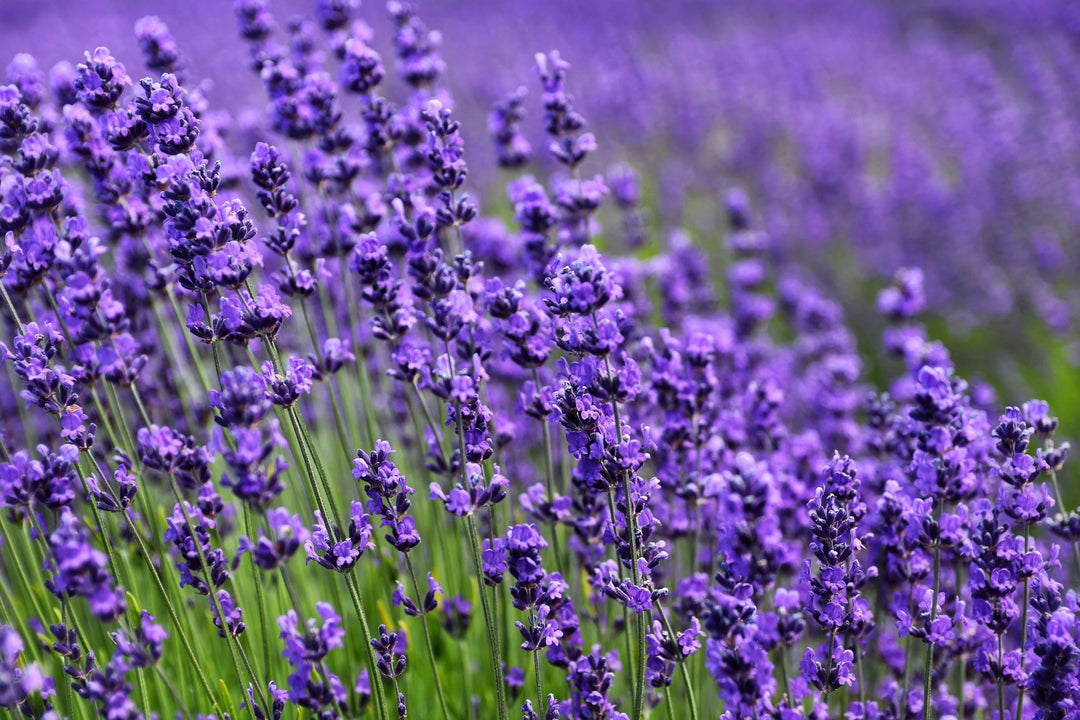 Lavender French
