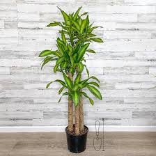 Dracaena Massangeana Cane