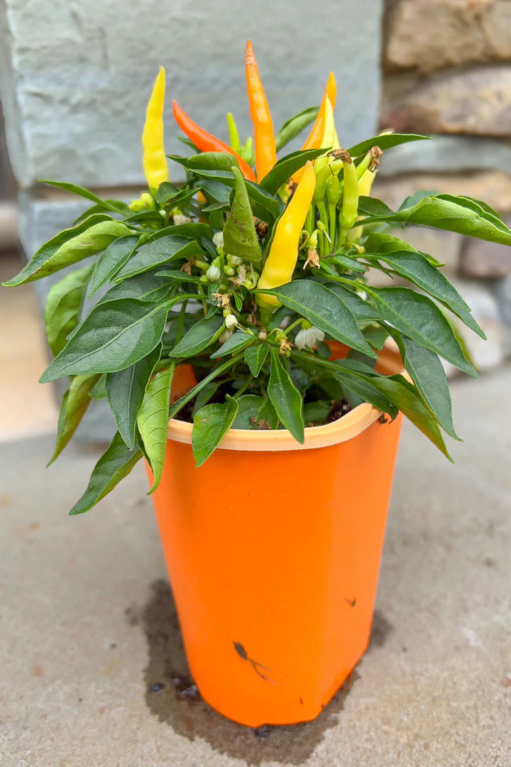 5" Fancy Fall - Ornamental Pepper - Medusa