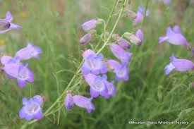 Penstemon Amphorellae Mexican Blue Penstemon