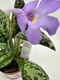 Michaellomoris vietnamensis