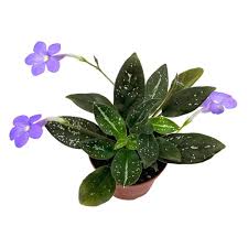 Michaellomoris vietnamensis