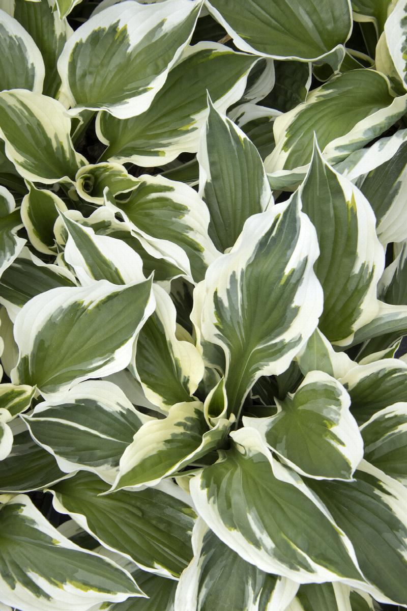 Minuteman Hosta