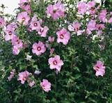 althea minerva lavender tree Althea
