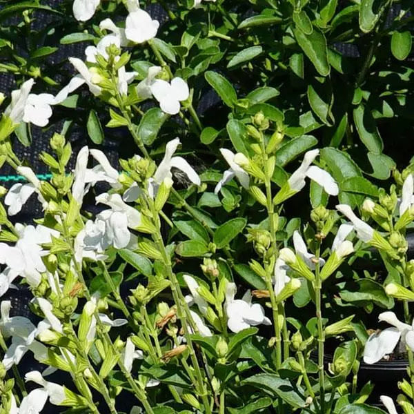 Salvia Greggi White Mirage