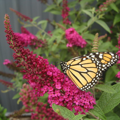 Buddleia Proven Winners